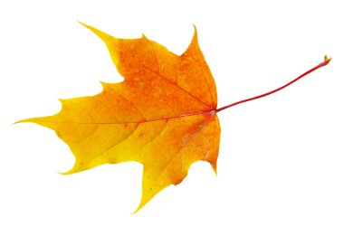 Sonbahar akçaağaç yaprağı