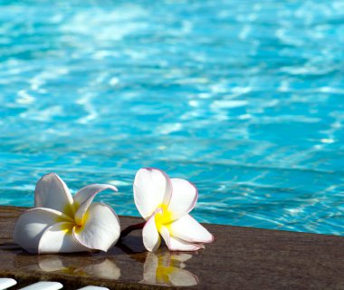 Yüzme Havuzu olarak çiçekler