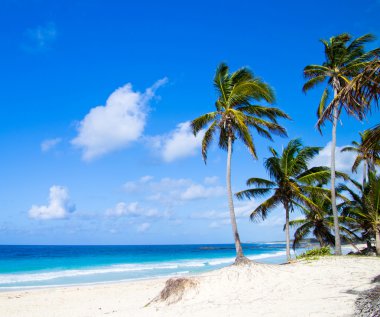 Palmiye ağaçları ve tropik plajlar