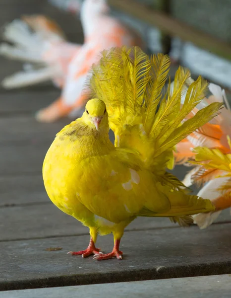 Palomas de pie en el parque de la ciudad — Foto de Stock