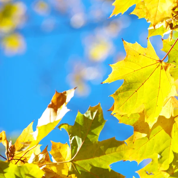 Autumn leaves background — Stock Photo, Image