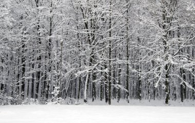 Güzel Kış Ormanı