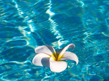 tropikal frangipani çiçek