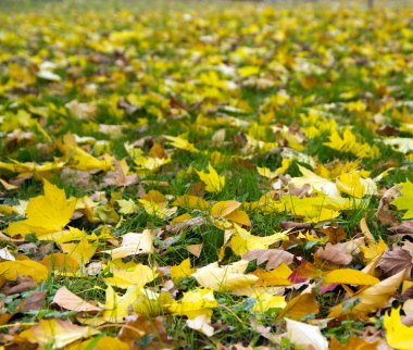 Renkli sonbahar yaprakları