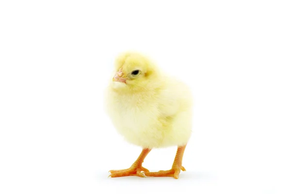 Cute little baby chicken — Stock Photo, Image