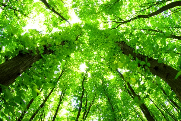 Πράσινο δάσος φόντο — Φωτογραφία Αρχείου