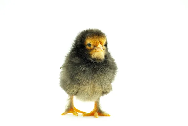 Cute little baby chicken — Stock Photo, Image