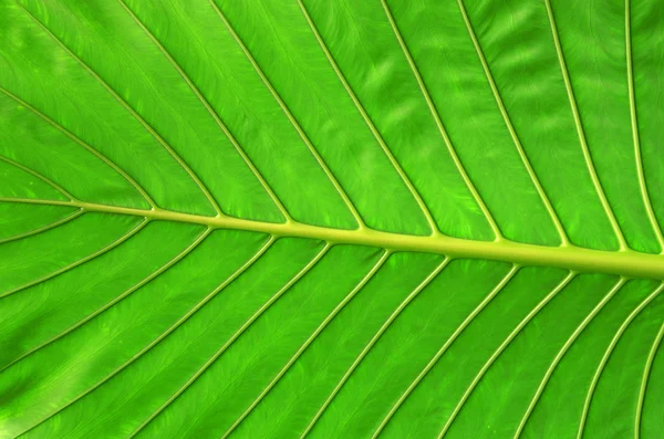 Grönt blad bakgrund — Stockfoto