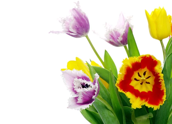 Boeket van de tulpen — Stockfoto