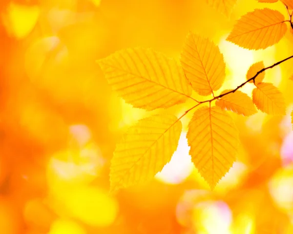 Herfst bladeren achtergrond — Stockfoto