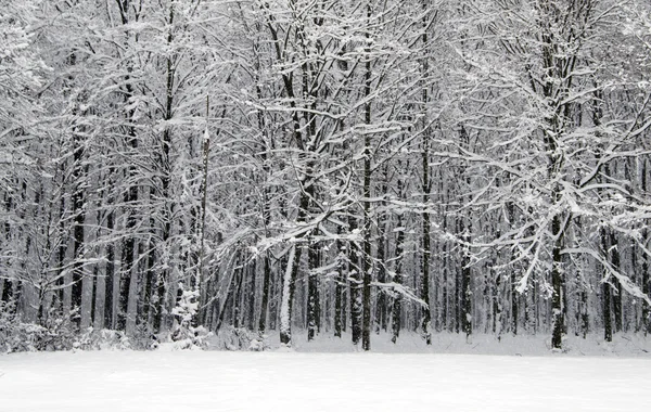 Bella foresta invernale — Foto Stock