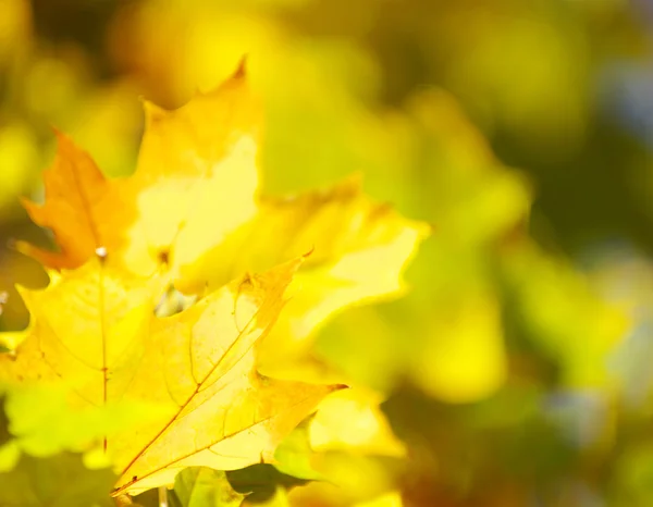 Autumn leaves  background — Stock Photo, Image