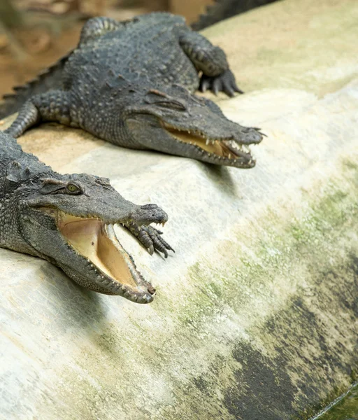 Close up of an Alligators — Stock Photo, Image