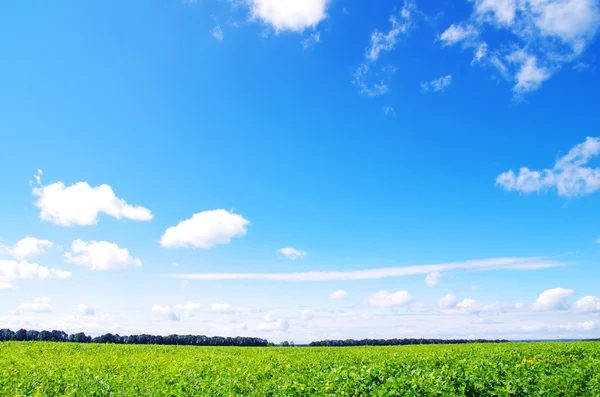 Campo e cielo blu — Foto Stock