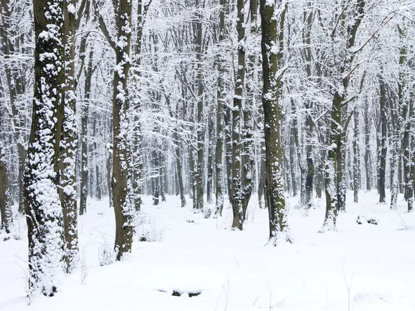 冬の森と道路 — ストック写真