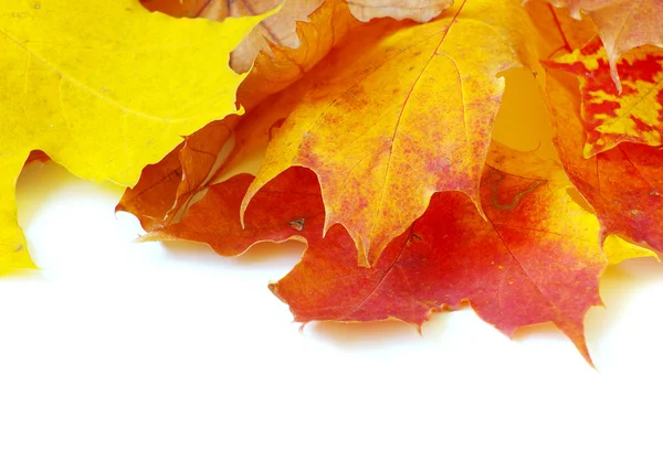 Herfstesdoornbladeren — Stockfoto