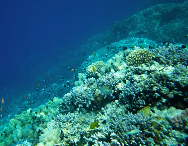 Arrecife de coral con peces exóticos — Foto de Stock