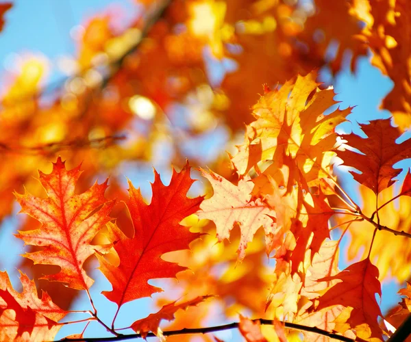 Hojas de otoño fondo — Foto de Stock