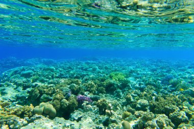 Balık ile sualtı panorama