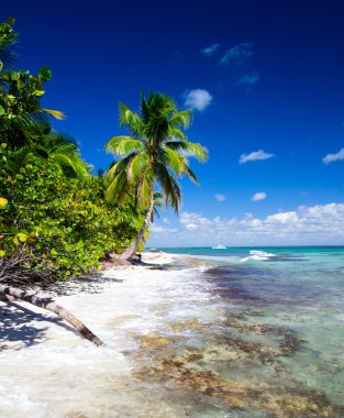 plaj ve tropikal deniz