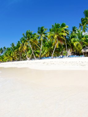 plaj ve tropikal deniz