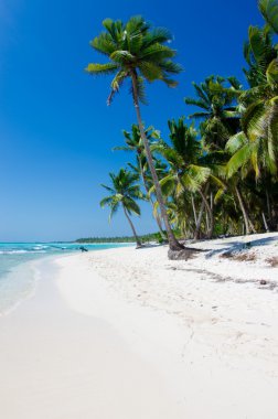 tropikal deniz plaj