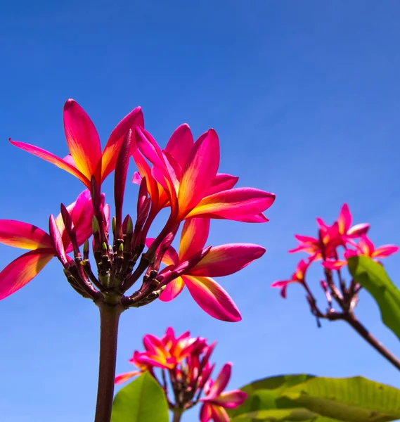 Flores vermelhas Tailandês — Fotografia de Stock