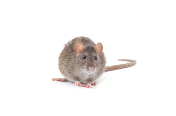 Weinig grijze rat — Stockfoto