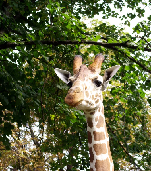 Portrait of a Giraffe — Stock Photo, Image