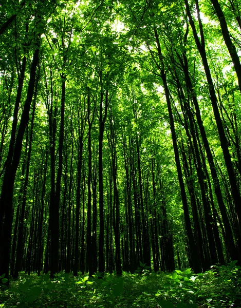 Sol da manhã na floresta — Fotografia de Stock