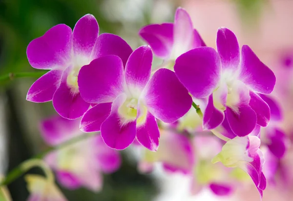Schöne Orchideenblüten — Stockfoto
