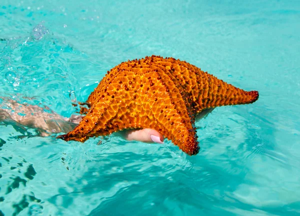 Starfish in hand in sea — Stock Photo, Image