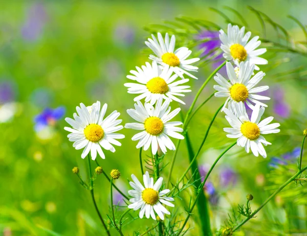 Grünes Gras und Kamille — Stockfoto