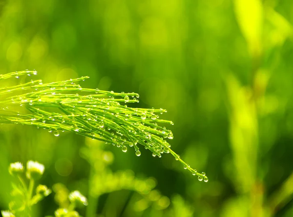 Dauw druppels sprietje gras — Stockfoto