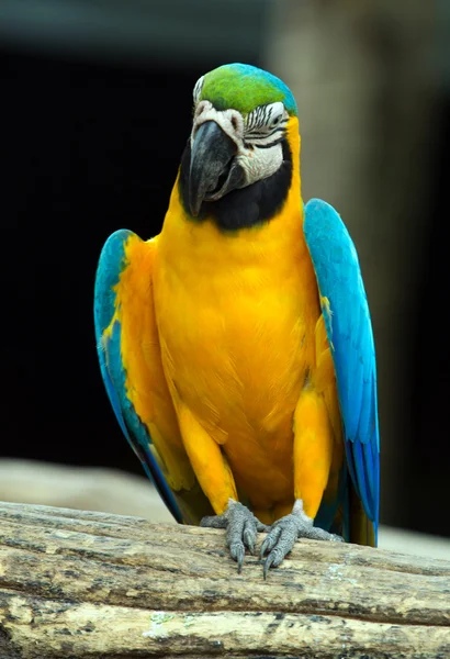 Bunte Aras Papagei — Stockfoto
