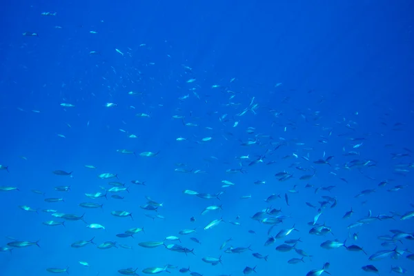 Подводная сцена с рыбой — стоковое фото