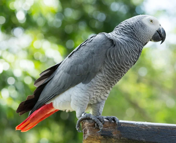 Uccello pappagallo seduto — Foto Stock