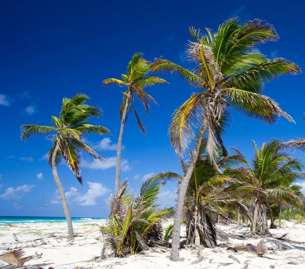 Palm trees on the sky — Stock Photo, Image