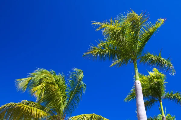 Gökyüzü palmiye ağaçlarının — Stok fotoğraf