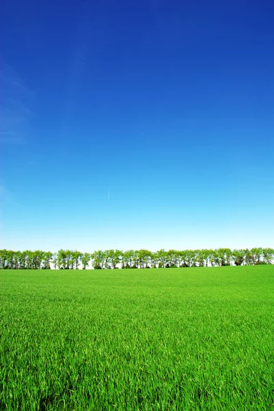 Field and blue sky — Stock Photo, Image