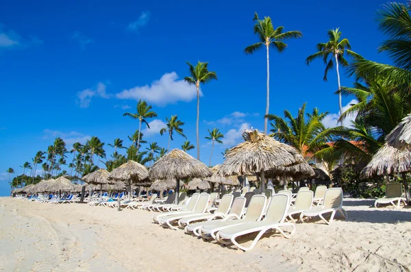 Beach chairs under palm  trees — Stock Photo, Image