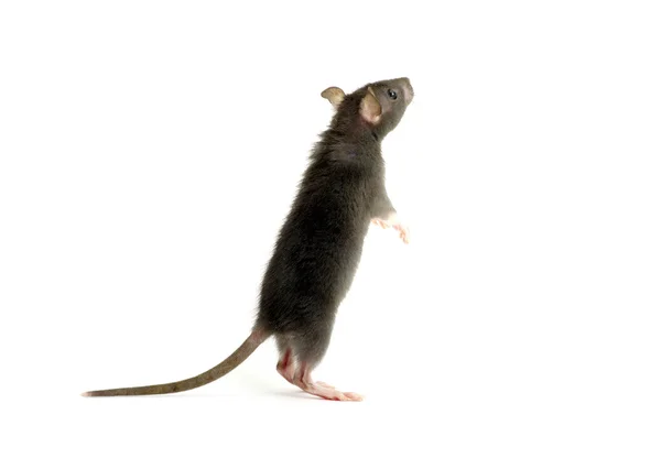 Roliga lilla råtta — Stockfoto