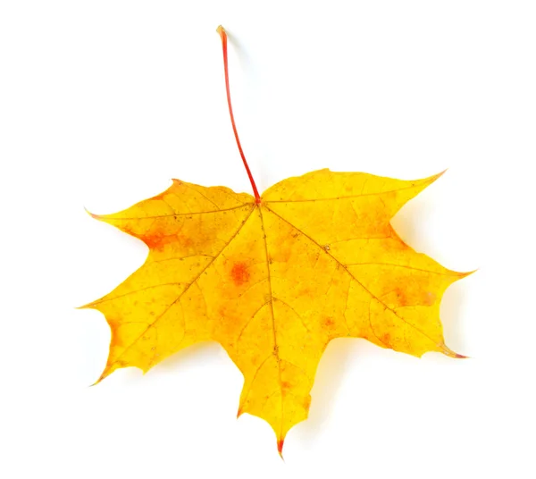 Autumn maple leaf — Stock Photo, Image