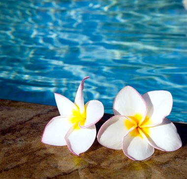 tropik çiçekler plumeria