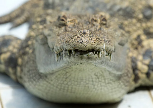 Close-up van een krokodil — Stockfoto