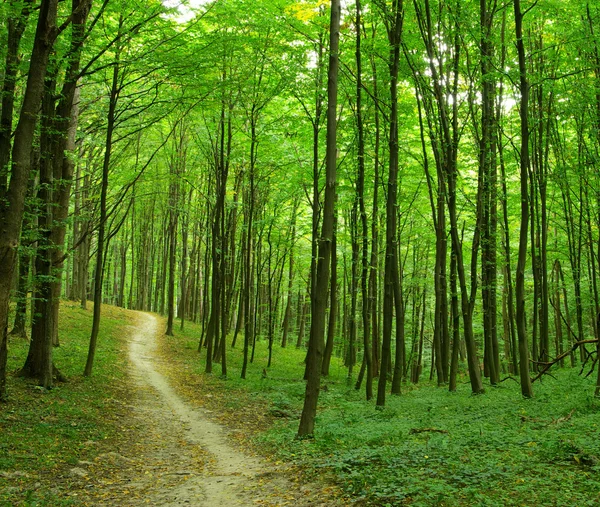 Bos bomen achtergrond — Stockfoto