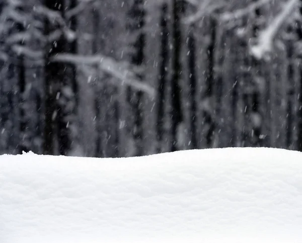 Beautiful winter forest — Stock Photo, Image