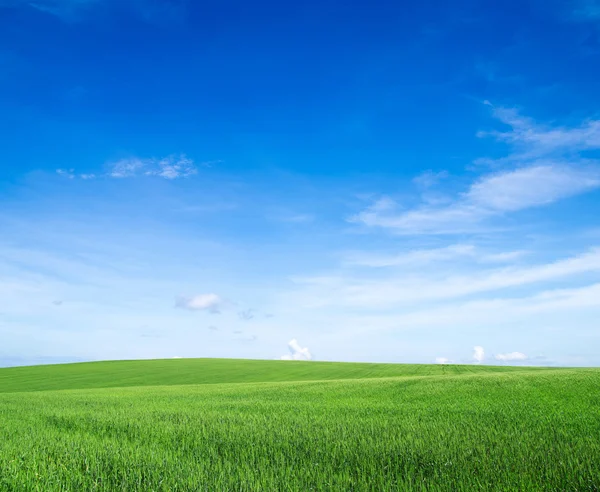 Champ et ciel bleu — Photo