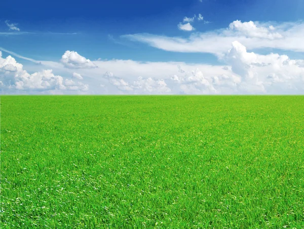 Pole trávy a modré oblohy — Stock fotografie