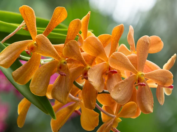 Bellissimi fiori di orchidea — Foto Stock